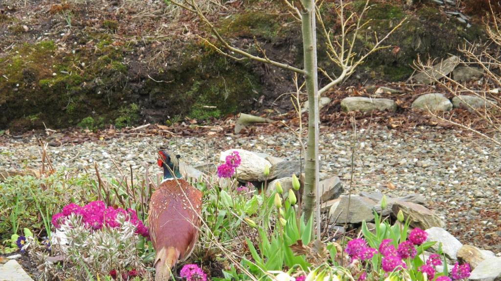 Five Oaks Bed & Breakfast Londonderry Bagian luar foto