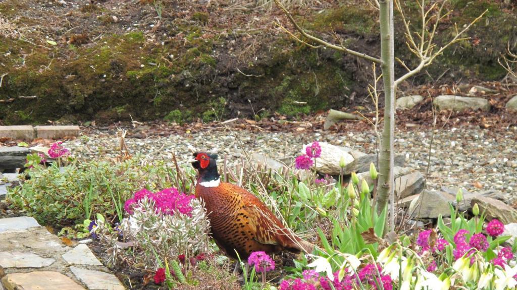 Five Oaks Bed & Breakfast Londonderry Bagian luar foto